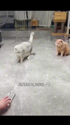 Angry Orange Cat - Funny Cat Compilation