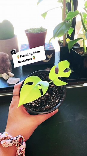 Mini Monstera Propagation Tips: Planting and Care Guide