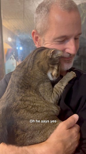 Balam has intense cuddle sessions with his dad @ianjohnson_art but don’t get any ideas. He loves his mom @every_cats_fairy_godmother best! I promise! #hugs #love #ilovethem #headbutt #adorable #realmenlovecats #cat #catlover | Balam Says