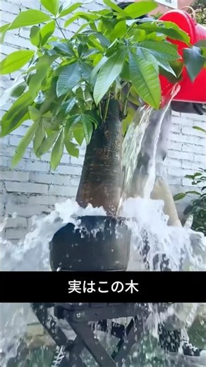 99% of people get this wrong when watering their Pachira plant | This is how it dies.