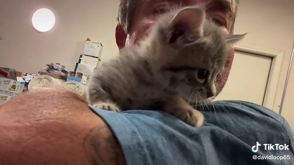 Man Kissing Kitten - Heartwarming Moments with Cats