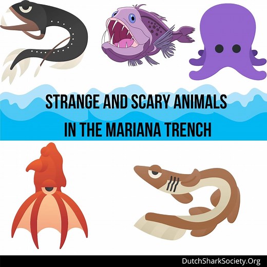 15 Strange and Scary Animals in the Mariana Trench (And Which Is the Scariest of All?)