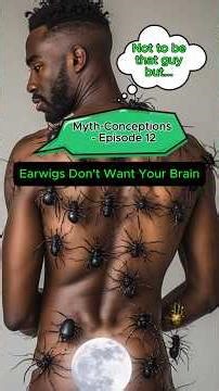 Myth-Conceptions - Ep. 12 - Earwigs Don't Want Your Brain #earwig #bugs #CreepyFacts #mythbusters