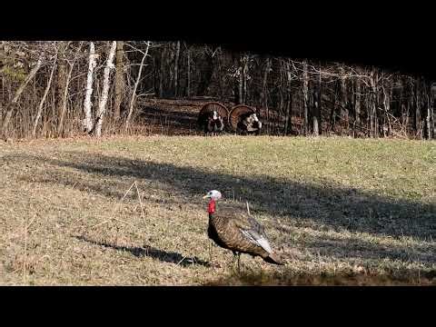 Minnesota Spring Turkey | an unedited morning hunt before work