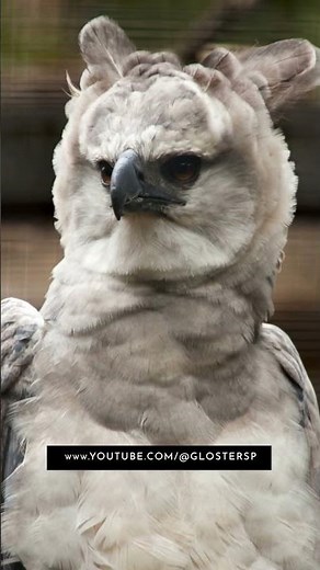 Strange Harpy eagle behavior. A nervous bird #nature