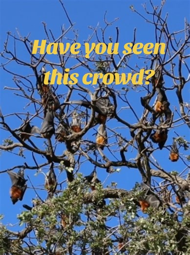#nature #bats #natural #australia #park #wildlife #wildanimals #wild #melbourne #werribeezoo Wild bats