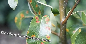 Garden Practice: Fight Pear Grid - My Beautiful Garden | 2025