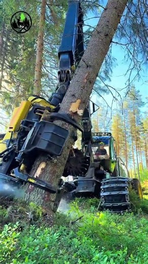 Sustainably managed forests. 🌲🇫🇮 John Deere 1270G #forestry #logging #harvester #asmr #satisfyi