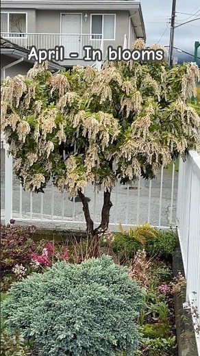 Winter Update For Pieris Japonica - November 14, 2025