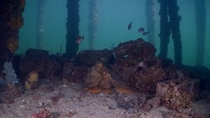 clip-1074736919-maori-octopus-macroctopus-propulsion-jetting-underwater ...