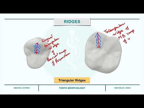 Depressions and Elevations - Fossa, Sulcus, Grooves, Pits, Ridges, Lobes, Cusp, Mamelons, Cingulum