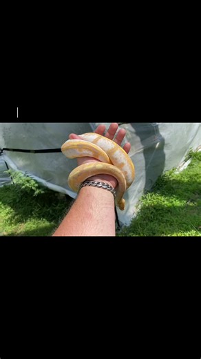 Descubre los increíbles morphs de bolas en Instagram