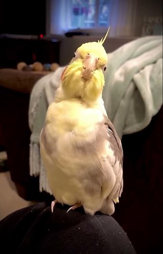 Opera Singing Cockatiel || ViralHog