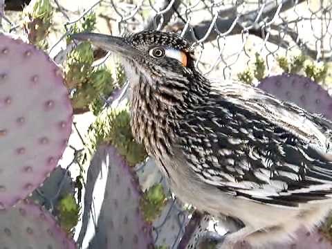 "Talking" Roadrunner showing off her nest...
