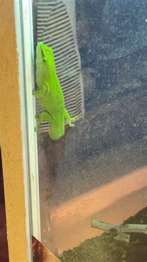 Day gecko 🦎❤️#daygecko #madagascar #gecko #animals #cute #lizard #reptiles #nature #biology #fyp