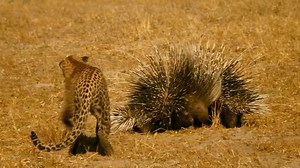 Animals Planet Life⚡️ on TikTok