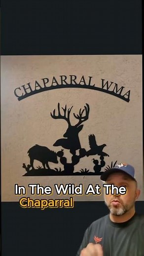 Lets Talk About Warthogs in Texas