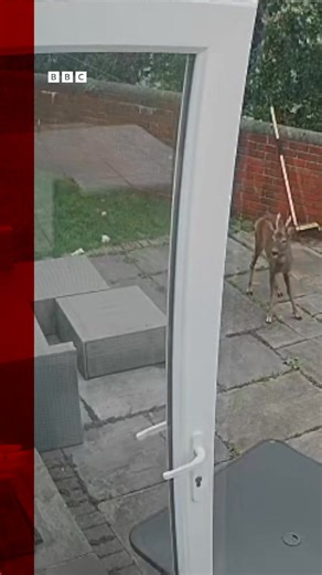 The roe deer wandered into a stunned Merseyside couple's home and made itself a "den" in the corner. Read more: https://bbc.in/49YgjI4 | BBC Merseyside