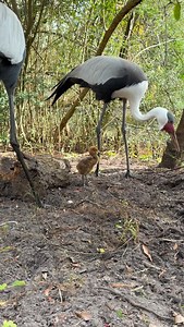 Say hello to our newest (and fluffiest) arrival!💛🐣 | Jacksonville Zoo and Botanical Gardens