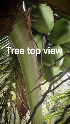 coconut climbing skills .tree top view #shorts #climbing #villagelife