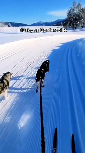 Husky vs Bordercollie ¿Quién tiene más energía? 🩵🐺 #huskypuppyofinstagram #perritos #huskylifestyle #huskypuppy #huskysiberiano #husky #huskylife #huskyworld #huskylove #huskylovers | Husky Siberiano.