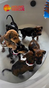 4.5K views · 68 reactions | 6 adorable new arrivals at Hound Rescue!...