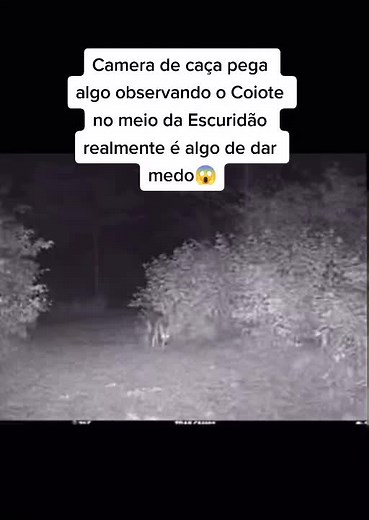 Captura de Câmera de Caça Observando Coiote na Escuridão