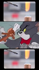 The response of bacteria when a wire loop is heated in a flame 🔥 Follow @mltglobe #medical #mlt #labscience #microbiology #microbiologist #labscientist #labtech #bacteriology | Medical Lab Technology - MLT Globe