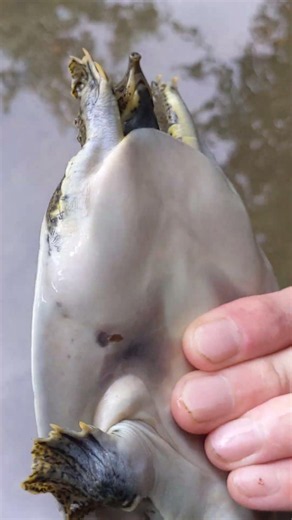 Texas spiny softshell turtle
