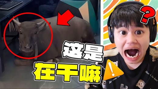 【不要惊讶挑战】离谱！人类最奇葩的迷惑行为？！_哔哩哔哩_bilibili