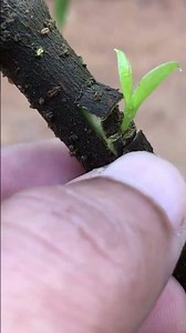 Cherry Tree Budding EP383 #satisfying #budgrafting