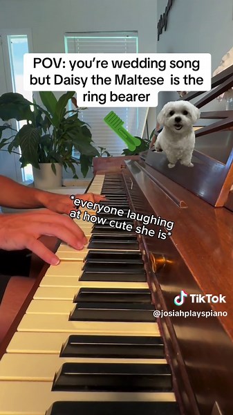 There’s a bag of greenies on the stage @DAISYDOG MALTESE #thegreeniesong #greenies #daisydog