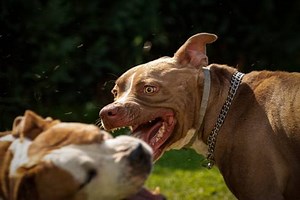 Why Do Female Dogs Attack Male Dogs? | Our Fit Pets
