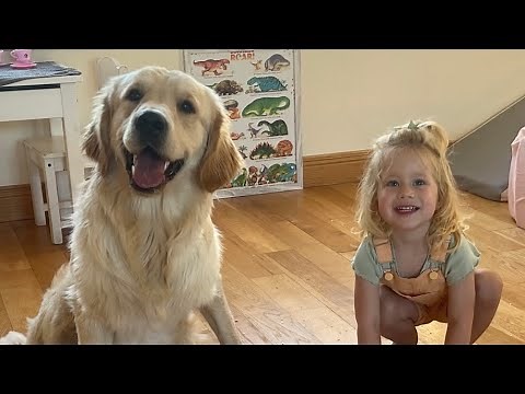 Golden Retriever Pup Follows Adorable Little Girl Everywhere! Best Friends! (Cutests Ever!!)