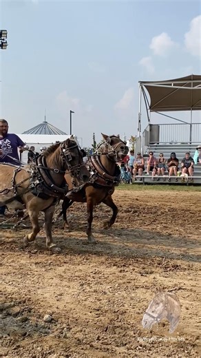 Pony’s #horse #pony #pulls