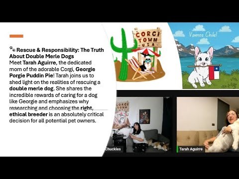 Corgi Town Podcast S7 Ep10: Rescuing and Raising a Double Merle Corgi