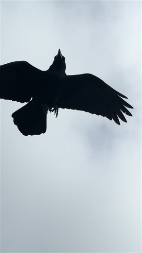 Ravens flying in the wind Ocean Beach Dunes San Francisco #ravens #corvids #urbanwildlife #birdsoftiktok #nature