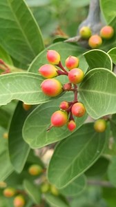 537K views · 10K reactions | வயிற்று வலிக்கு best treatment 齃齃#voice #vivasayam #village #trending #photography #ownvoice #outdoor #tips #toptags #Dindigul #madurai ...... | Kanal Kannan | Facebook