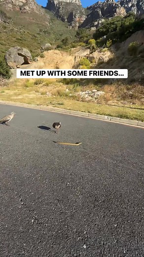 My one friend is a real snake… | Camps Bay Girl