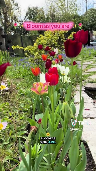 Bloom as you are! 🌷“The world doesn’t need another copy—- it needs you”✨💫 #bloomasyouare #tulips #authenticself #celebrateyou #youareenough