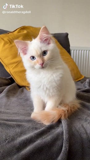Irresistible Flame Point Ragdoll Kitten Demands Your Attention