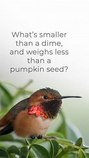 I asked my local Allen’s Hummingbird, ‘Max’, if he knew… #colibri #hummingbird | Exclusively Hummingbirds