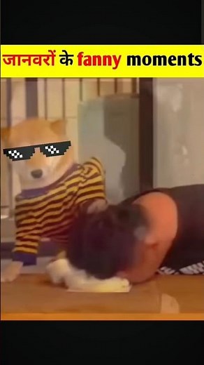 Funny 😂 dog memes #comedy #facts #funny #memes #pets