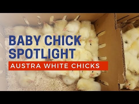 Austra White Chicken Breed for Sale | Cackle Hatchery