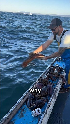 Lobster Hunting Rules‼️😱