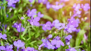 Lobelia erinus (edging, garden lobelia or trailing lobelia) is flowering plant in bellflower family Campanulaceae, native to southern Africa. Stock Video