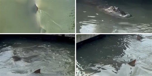 See it: Viral encounter of an alligator meeting sharks along South Carolina dock