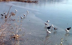 Πατινάζ στη λίμνη της Καστοριάς (Pics&Vid)