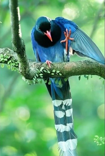 Magpie Calling – Clear Wild Bird Sounds in Nature