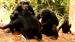 Chimps and Babies Are Very Similar In The Way They Communicate
